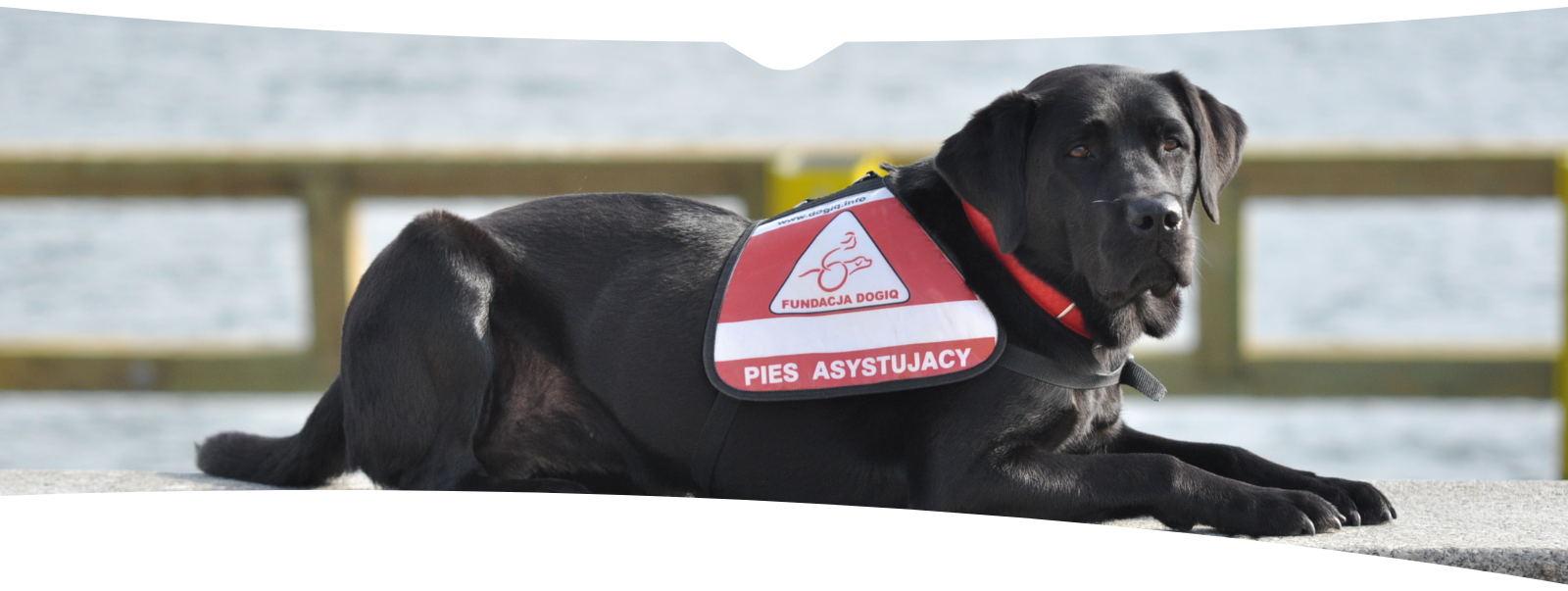 Czarny pies- labrador w uprzęży z napisem pies asystujący i logotypem Fundacji DOGIQ znajduje się w pozycji leżącej. W tle - zbiornik wodny. 